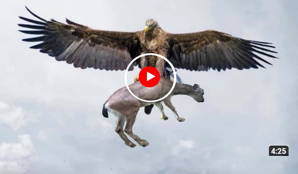 Amazing Raptors and Eagle Attacks